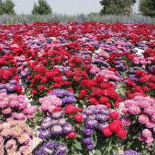 2019年花卉種子種苗價格趨勢與豆類種植市場觀察